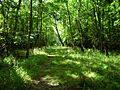 Footpath through Banhaw Wood - geograph.org.uk - 230001