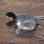 Fulica gigantea-Giant Coot (Adult and young)