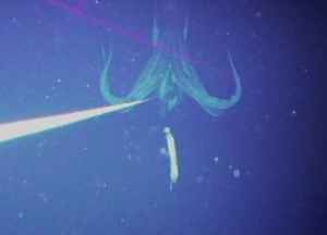 Giantsquidphoto2