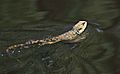 Gippsland-Water-Dragon---Physignathus-lesueurii-howittii