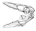 Globidens dakotensis skull