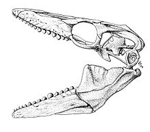 Globidens dakotensis skull