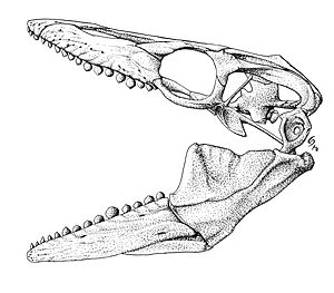 Globidens dakotensis skull