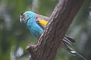 Golden-shouldered Parrot (Psephotus chrysopterygius)-6