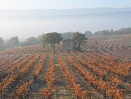 Vineyard in Goult