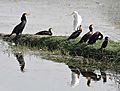 Great Cormorants with Darter, other Cormorants & Great Egret I2 IMG 9369
