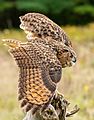 Great Horned Owl (North America)