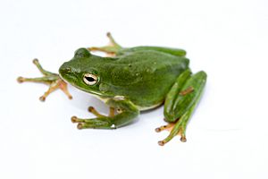 Green treefrog.jpg