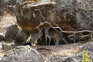 Grey Kangaroo (Macropus giganteus)