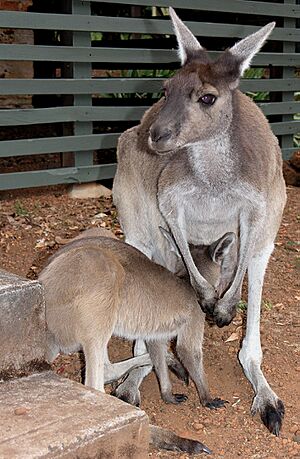 Grey Roo with Joey SMC 2006