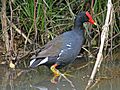 Hawaiian Common Gallinule RWD3