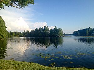 Hillsborough River at Lettuce Lake Park