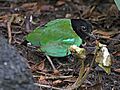 Hooded Pitta RWD2