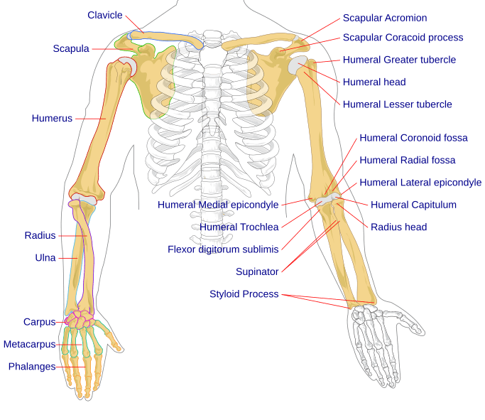 Image Human Arm Bones Diagram