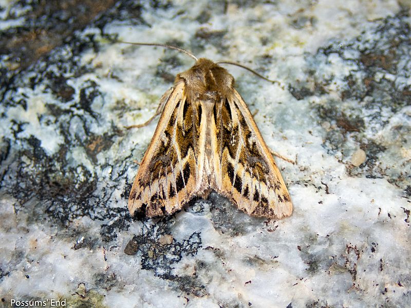 Ichneutica oliveri 111941173