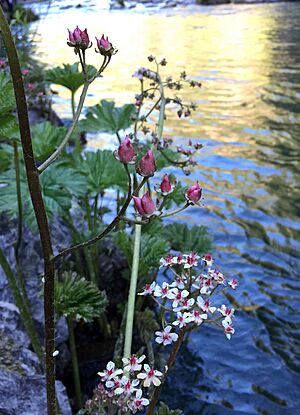 Indian rhubarb (Darmera peltata) on McCloud River