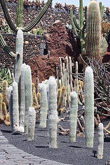 Jardín de Cactus - Lanzarote - J06