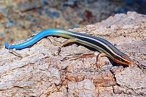 Juvenile Western Skink (Plestiodon skiltonianus).JPG