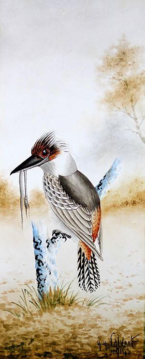 Kookaburra (1914)