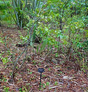 Krugiodendron ferreum - McKee Botanical Garden - Vero Beach, Florida - DSC03107.jpg