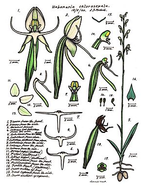 LR041 72dpi Habenaria chlorosepala.jpg