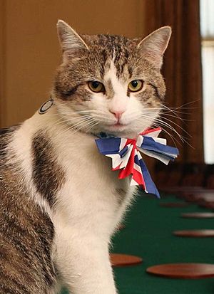 A cat with a red, white and blue bow tie.