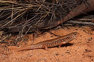 Desert egernia Facts for Kids