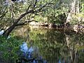 Little Manatee River SP river01