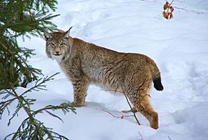 Lynx Nationalpark Bayerischer Wald 01