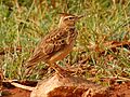 Malabar lark (Galerida malabarica) Sakleshpur India Oct 2008 sideview