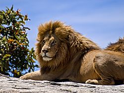 Male Lion on Rock.jpg
