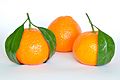 Mandarin Oranges (Citrus Reticulata)
