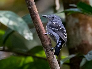 Megastictus margaritatus - Pearly Antshrike (male), Novo Airão, Amazonas, Brazil.jpg