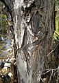 Melaleuca linariifolia bark