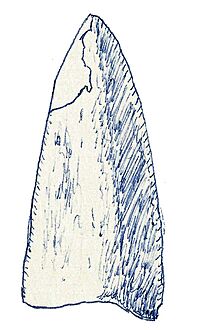 Mongolosaurus haplodon.jpg