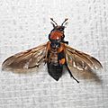 Nicrophorus americanus, American Burying Beetle (female) — taking flight