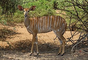 Nyala-Female-Kruger-National-Park.jpg