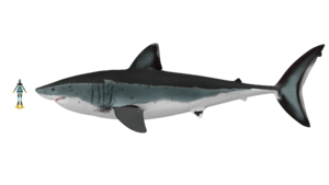 O. megalodon reconstruction 2025