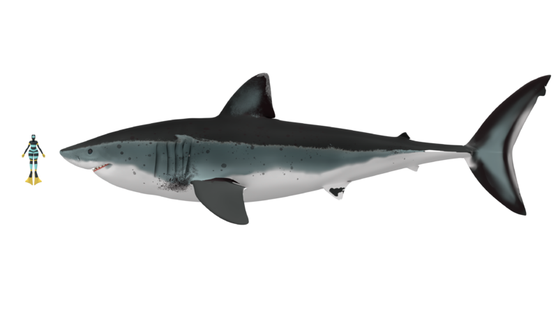 O. megalodon reconstruction 2025