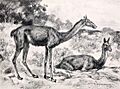 Oxydactylus longipes