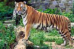 Panthera tigris tigris.jpg