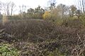Pavenham Osier Beds 2