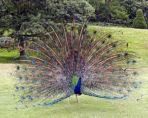 Peacock.displaying.better.800pix