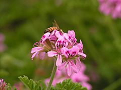 Pelargonium graveolens and bee