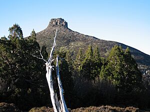 Pelion East tree foreground