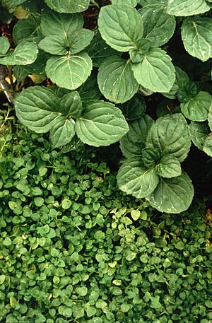 Peppermint and Corsican mint plant