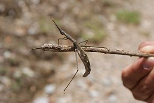 Peruvian Stick Bug