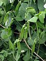 Peultjes peultjes Pisum sativum mange-tout