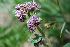 Phacelia mutabilis.jpg