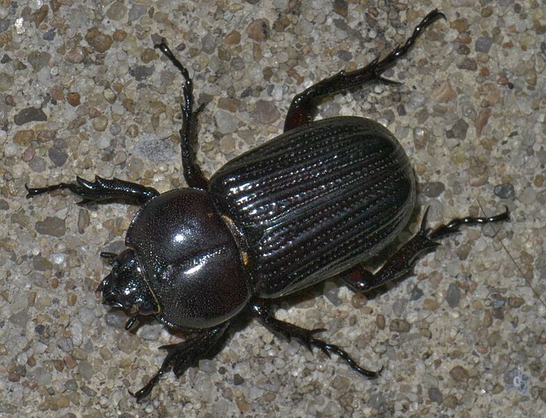 Phileurus valgus P1620883a
